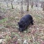 Stray pig on the loose in Eugene